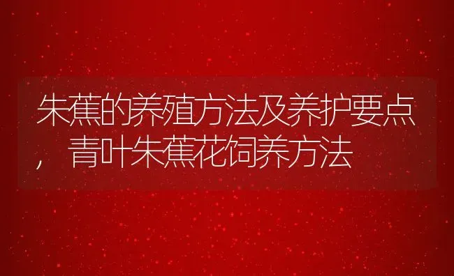 朱蕉的养殖方法及养护要点,青叶朱蕉花饲养方法 | 养殖常见问题