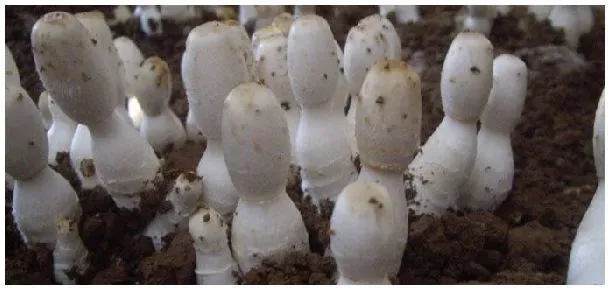 鸡腿菇种植培养料配方 | 农业常识