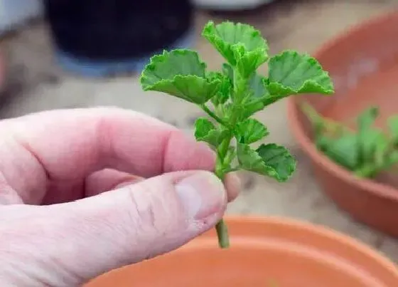 植物常识问题|天竺葵直接插土里能活吗 天竺葵枝条没叶子能插活吗