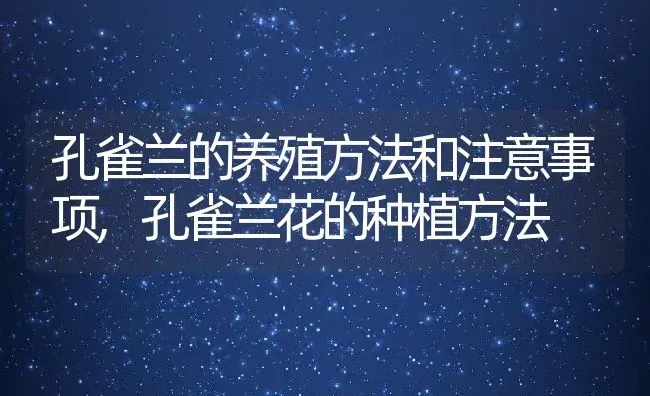 孔雀兰的养殖方法和注意事项,孔雀兰花的种植方法 | 养殖常见问题