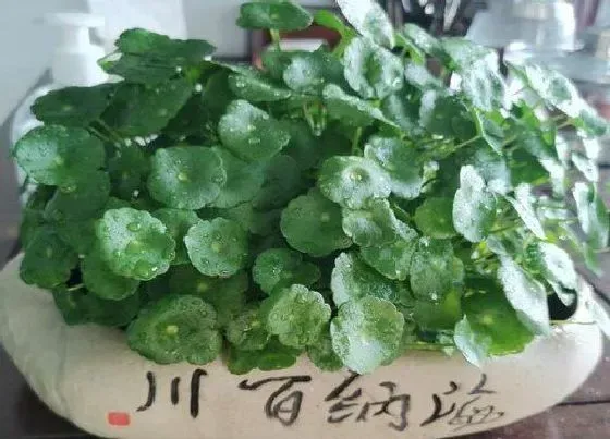 植物常识问题|金钱草怎么种植方法