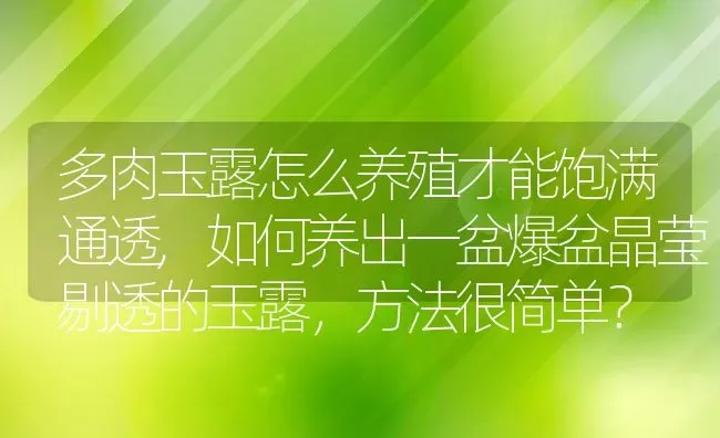 多肉玉露怎么养殖才能饱满通透,如何养出一盆爆盆晶莹剔透的玉露，方法很简单？ | 养殖常见问题