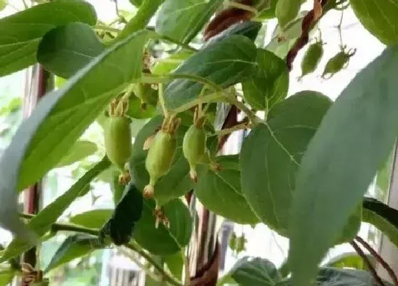 植物常识问题|软枣猕猴桃最好的品种排名 口感好又好吃的猕猴桃介绍