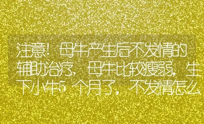 注意!母牛产生后不发情的辅助治疗,母牛比较瘦弱，生下小牛5个月了，不发情怎么办 | 养殖常见问题