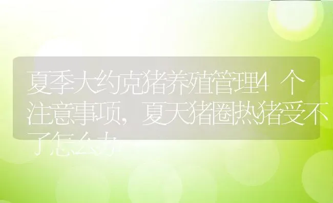 夏季大约克猪养殖管理4个注意事项,夏天猪圈热猪受不了怎么办 | 养殖常见问题