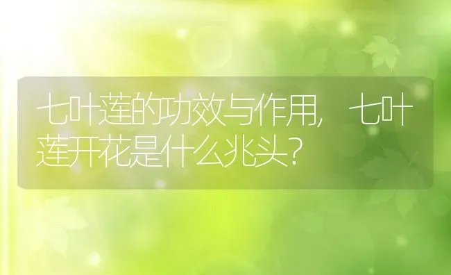 七叶莲的功效与作用,七叶莲开花是什么兆头？ | 养殖常见问题