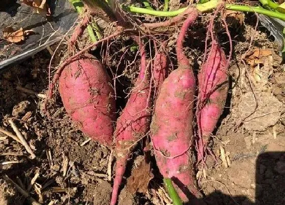 植物常识问题|农村红薯霜降以后采收可以吗（红薯最迟什么时候收获）