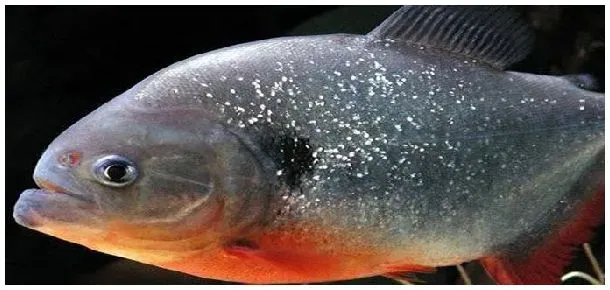 白鲳鱼活多久才长大 | 农业答疑