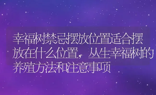 幸福树禁忌摆放位置适合摆放在什么位置,丛生幸福树的养殖方法和注意事项 | 养殖常见问题