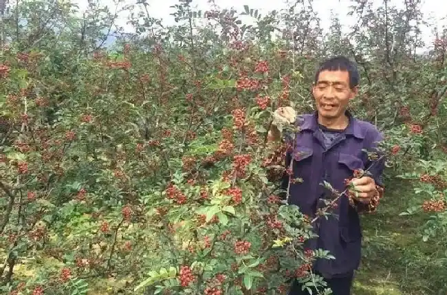 植物常识问题|怎样提高花椒种子发芽率（花椒怎么育苗容易发芽提高产量）