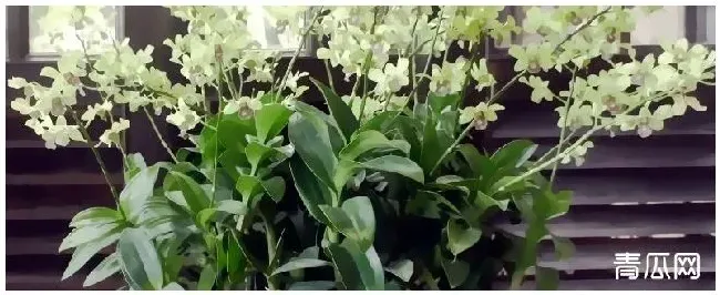 兰科植物种植注意事项 | 生活常识