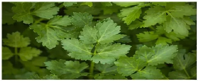 露地芹菜的种植技术 | 农业问题