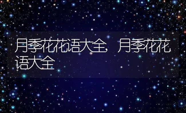 月季花花语大全,月季花花语大全 | 养殖常见问题