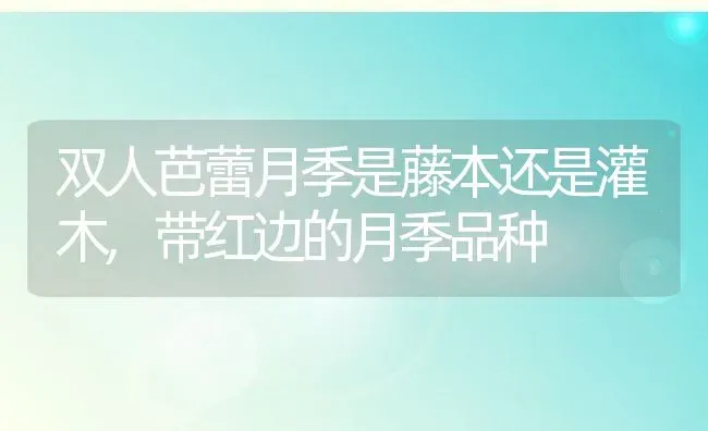 双人芭蕾月季是藤本还是灌木,带红边的月季品种 | 养殖常见问题