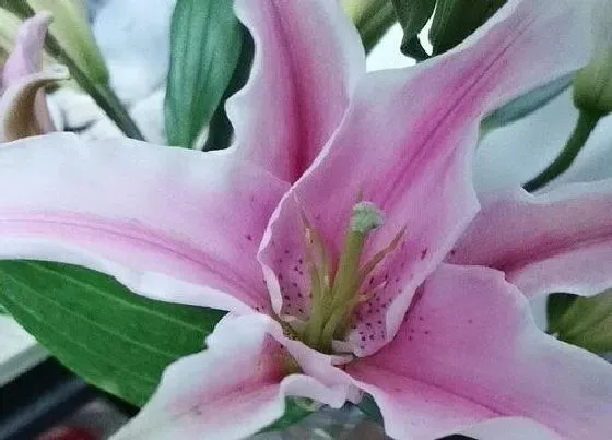 植物常识问题|百合花可以放在卧室吗 晚上睡觉放房间里对身体好吗