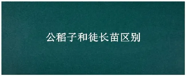 公稻子和徒长苗区别 | 农业常识