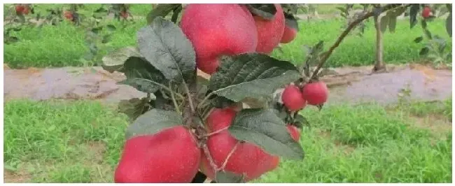苹果是秋天的果实吗 | 农业常识