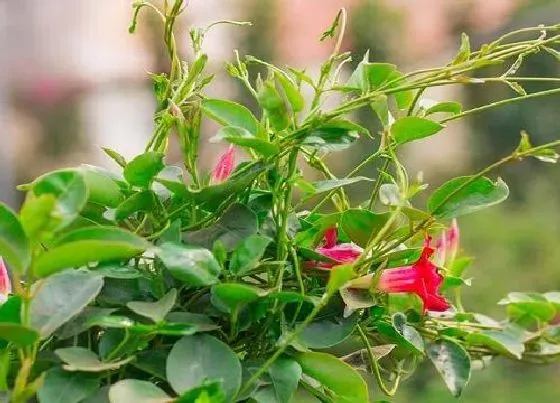 植物常识问题|飘香藤如何养护开花一波接一波