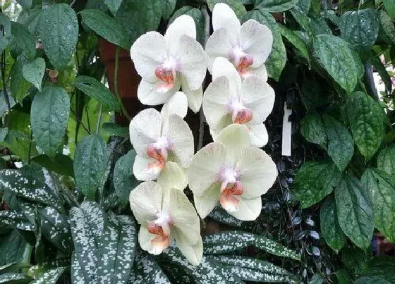 植物常识问题|蝴蝶兰如何养护长小侧芽