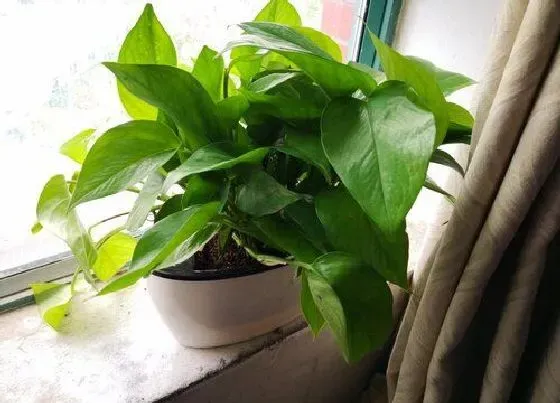 植物常识问题|绿萝不黄叶的养护方法