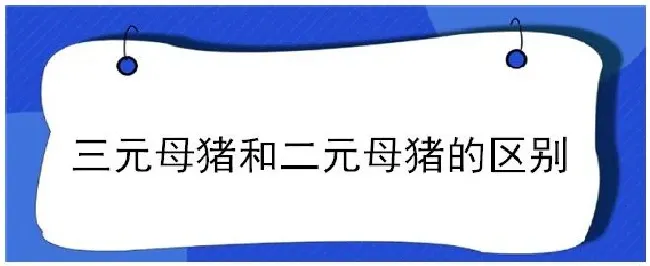 三元母猪和二元母猪的区别 | 农业问题