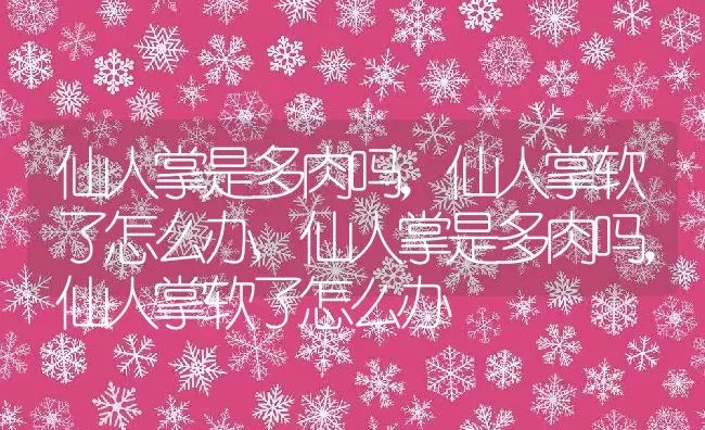 仙人掌是多肉吗，仙人掌软了怎么办,仙人掌是多肉吗，仙人掌软了怎么办 | 养殖常见问题