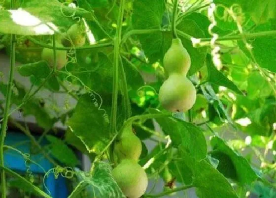 植物常识问题|葫芦品种