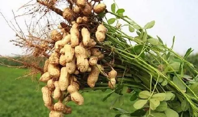 植物常识问题|花生播种之前需要拌药吗（花生种前用什么药拌种好）