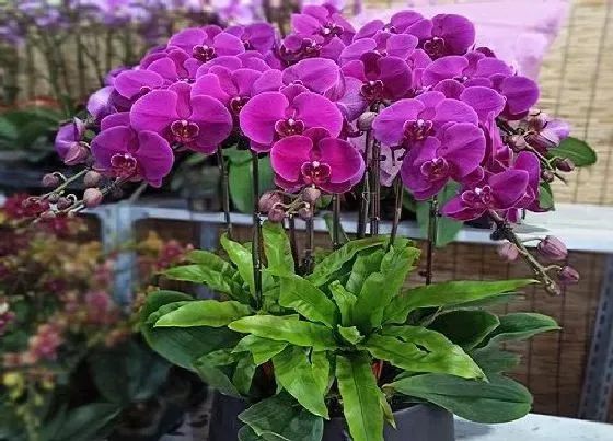 植物常识问题|蝴蝶兰如何补肥养护更轻松  花箭还猛窜