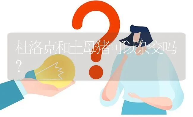 杜洛克和土母猪可以杂交吗? | 养殖问题解答