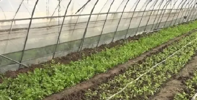 植物常识问题|芹菜种子不发芽是什么原因（芹菜要多长时间才会发芽）