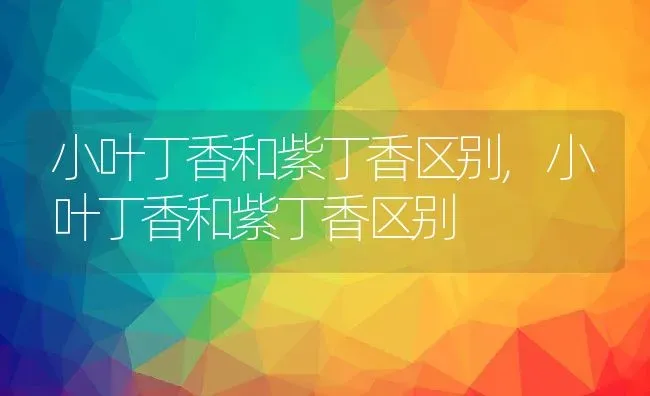 小叶丁香和紫丁香区别,小叶丁香和紫丁香区别 | 养殖常见问题