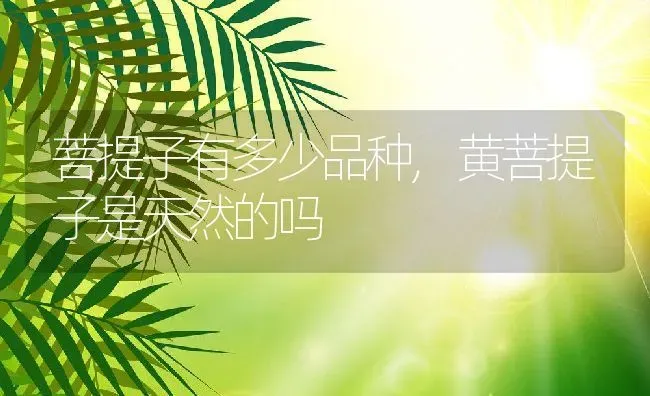 菩提子有多少品种,黄菩提子是天然的吗 | 养殖常见问题