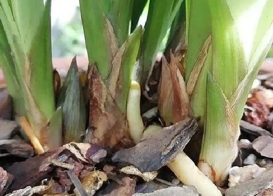 植物常识问题|兰花盆面铺水苔都有什么作用