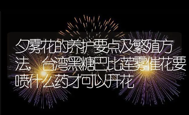 夕雾花的养护要点及繁殖方法,台湾黑糖巴比莲雾催花要喷什么药才可以开花 | 养殖常见问题