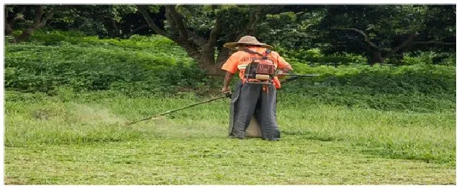 除草剂药害如何解救 | 生活常识