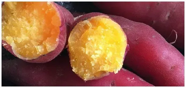 济薯29品种特性 | 生活常识