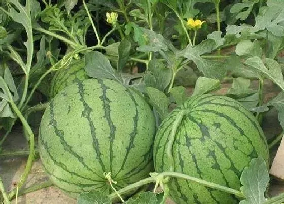 植物常识问题|如何种植提高西瓜产量和品质（西瓜怎么施肥能增产增甜）