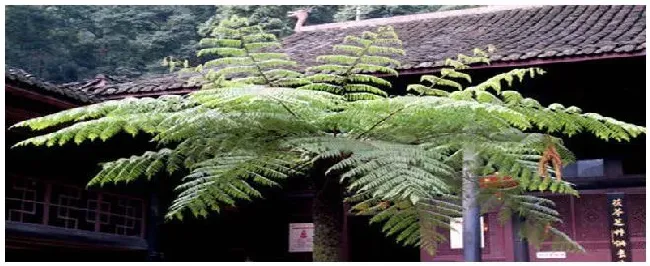 桫椤树可以私人种植吗 | 三农答疑