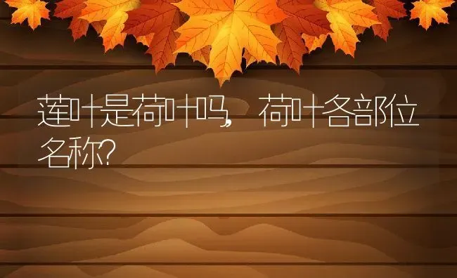 莲叶是荷叶吗,荷叶各部位名称？ | 养殖常见问题