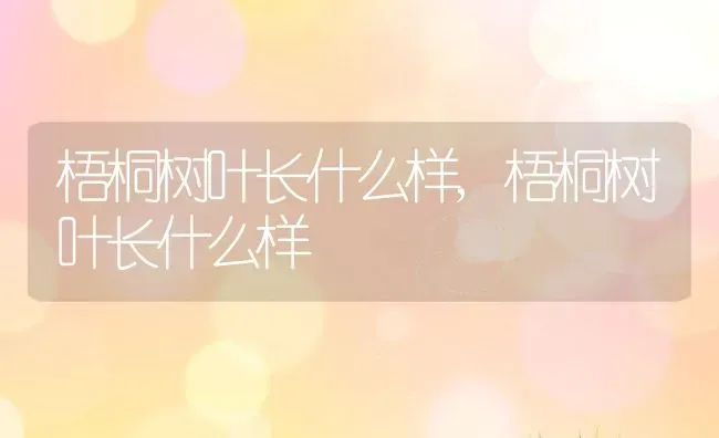 梧桐树叶长什么样,梧桐树叶长什么样 | 养殖常见问题