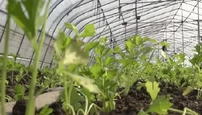 植物常识问题|芹菜种子不发芽是什么原因（芹菜要多长时间才会发芽）