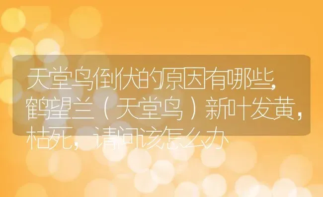 天堂鸟倒伏的原因有哪些,鹤望兰（天堂鸟）新叶发黄，枯死，请问该怎么办 | 养殖常见问题