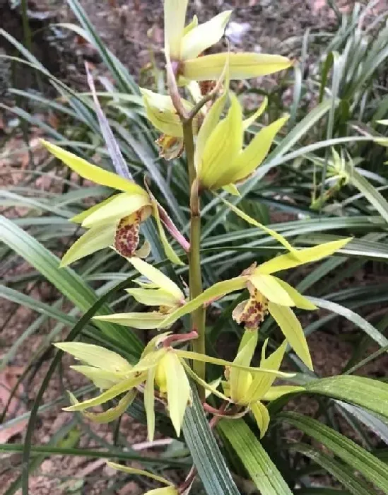 植物常识问题|野生蕙兰属于国家保护植物吗（野生蕙兰的生长环境）