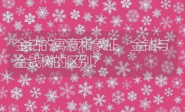 金钻的寓意和象征,金钻与金钱树的区别？ | 养殖常见问题