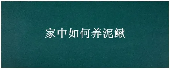 家中如何养泥鳅 | 农业答疑