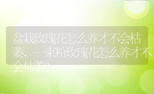 盆栽玫瑰花怎么养才不会枯萎,一束粉玫瑰花怎么养才不会枯萎？ | 养殖常见问题