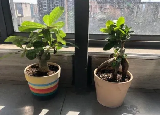 植物常识问题|盆栽小榕树养护妙招