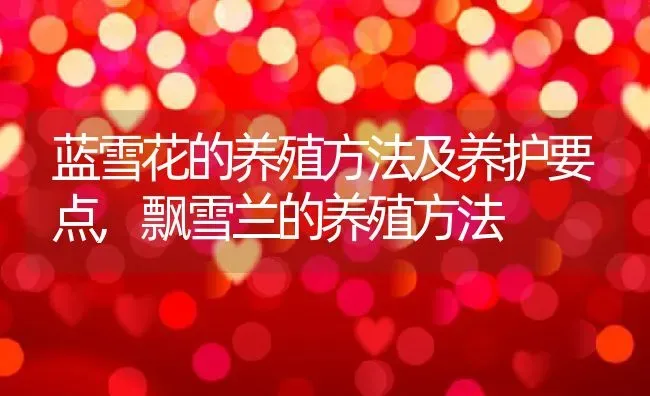 蓝雪花的养殖方法及养护要点,飘雪兰的养殖方法 | 养殖常见问题