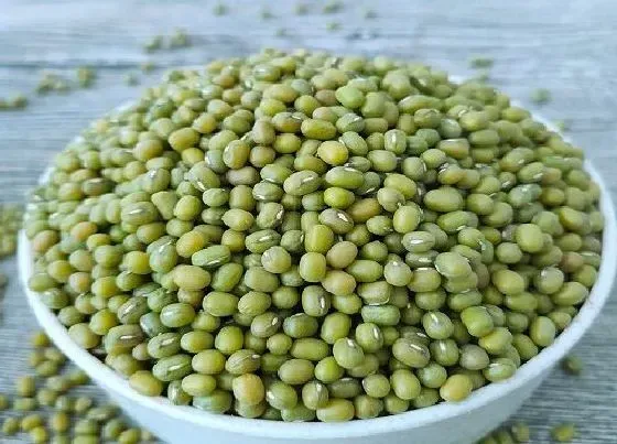植物常识问题|如何用绿豆养护君子兰年年开花
